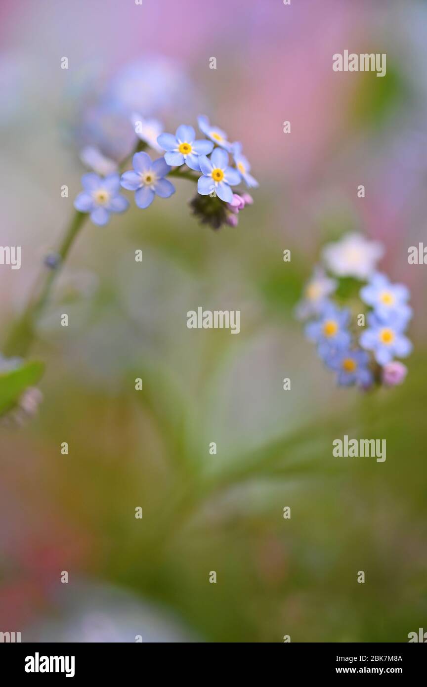 Schöne blaue kleine Blumen - Vergissmeinnicht Blume. Frühling bunte Natur Hintergrund. (Myosotis sylvatica) Stockfoto