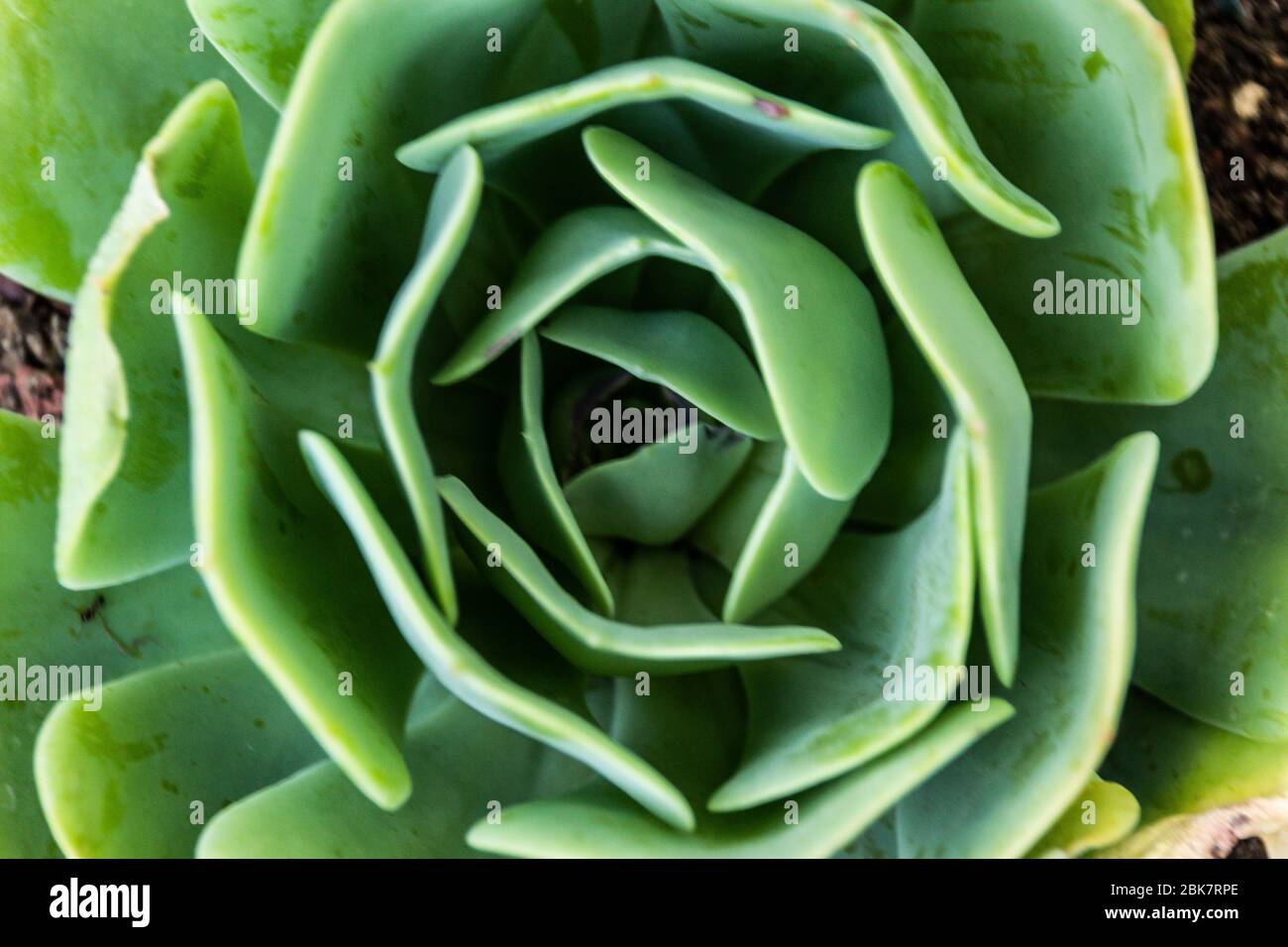 Foto von natürlichen Sukkulenten Pflanze Stockfoto