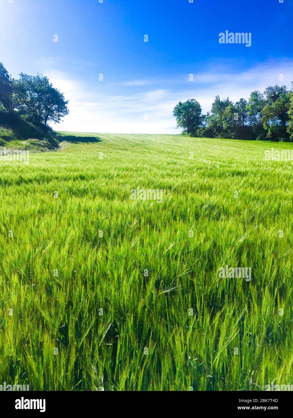 Schöner sonniger Frühlingstag mit grünem Weizengras und einem strahlend blauen Himmel. Gehen Sie nach draußen, um sich wieder frei zu fühlen. Stockfoto