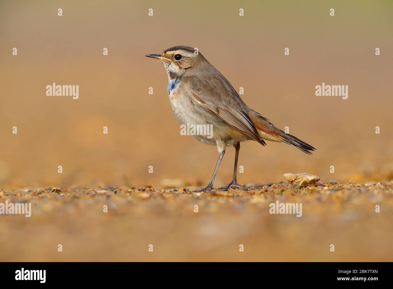 Ein erster Wintermännchen Rotfleckiger Bluethroat (Luscinia svecica) in Großbritannien Stockfoto