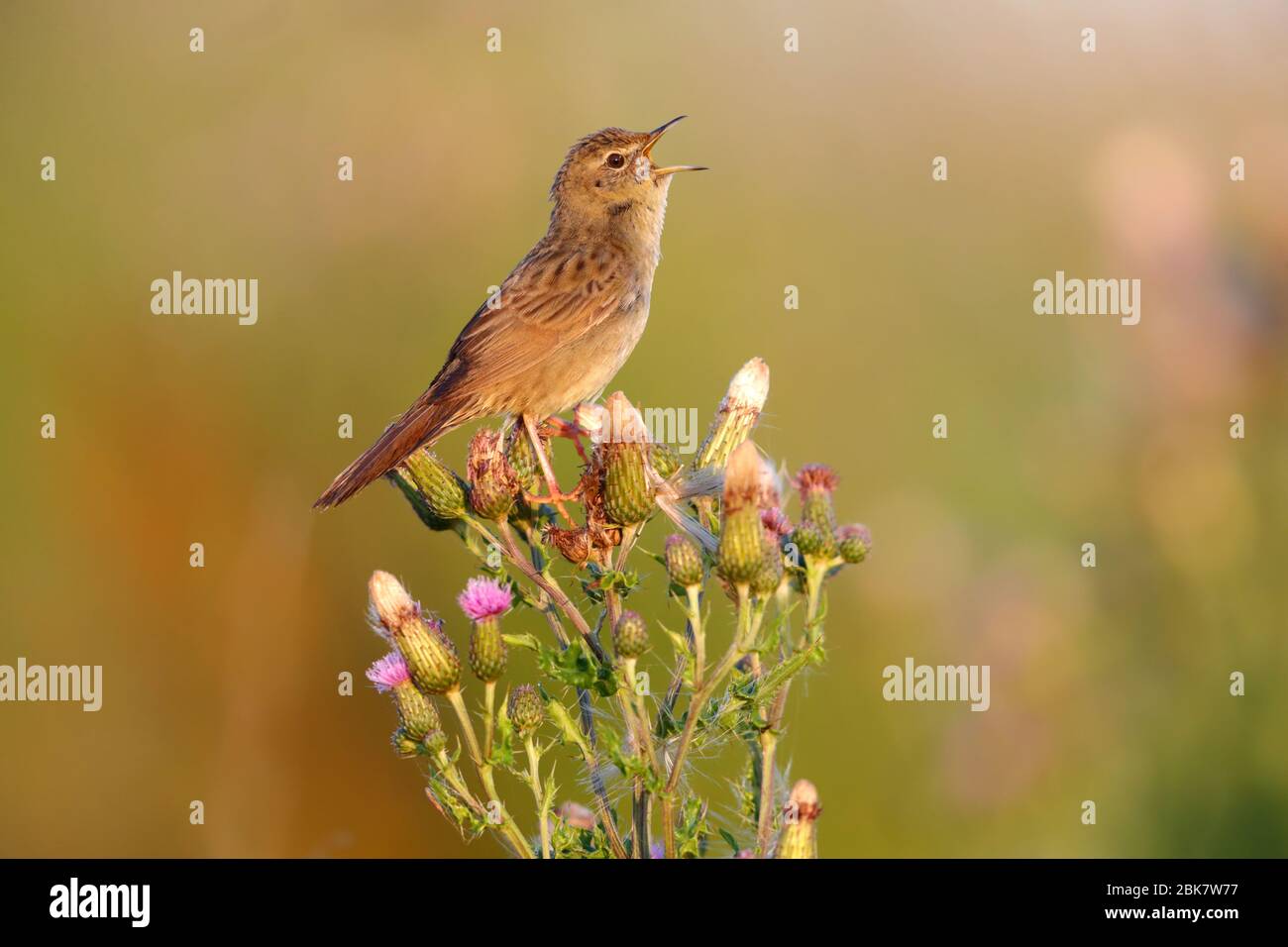 Ein männlicher Grasshopper-Waldsänger (Lokustella naevia), der in der Brutsaison in Suffolk, Großbritannien, singt Stockfoto