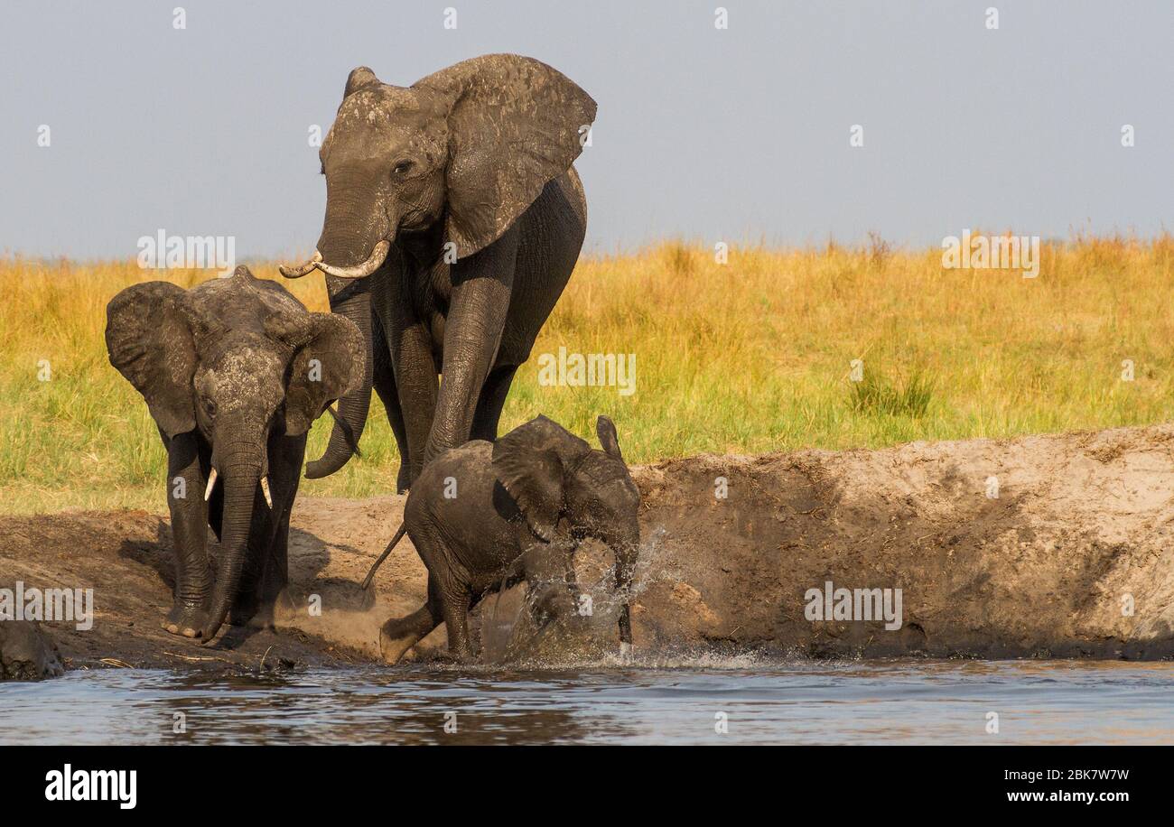 Reifer Elefant mit Kalb, Elefantenbaby Stockfoto