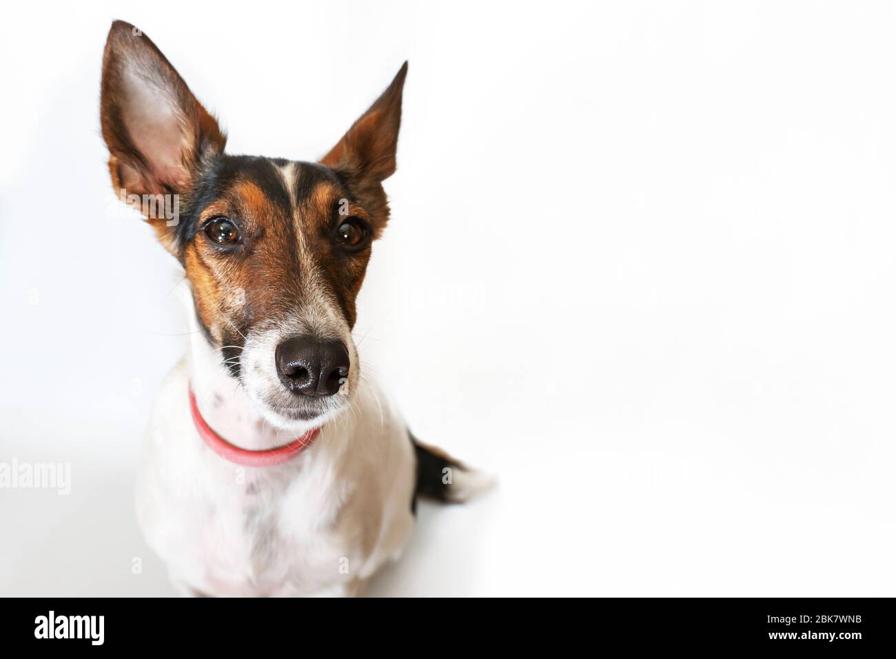 Parson russell Terrier Hund mit aufrechten Ohren. Lustiges Gesicht mit einer Frage. Stockfoto