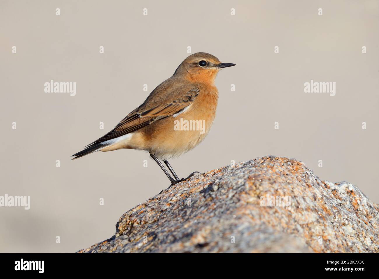 Ein ziehend erster Winter Northern Wheatar (Oenanthe oenanthe) auf St Mary's, Isles of Scilly, England im Oktober Stockfoto