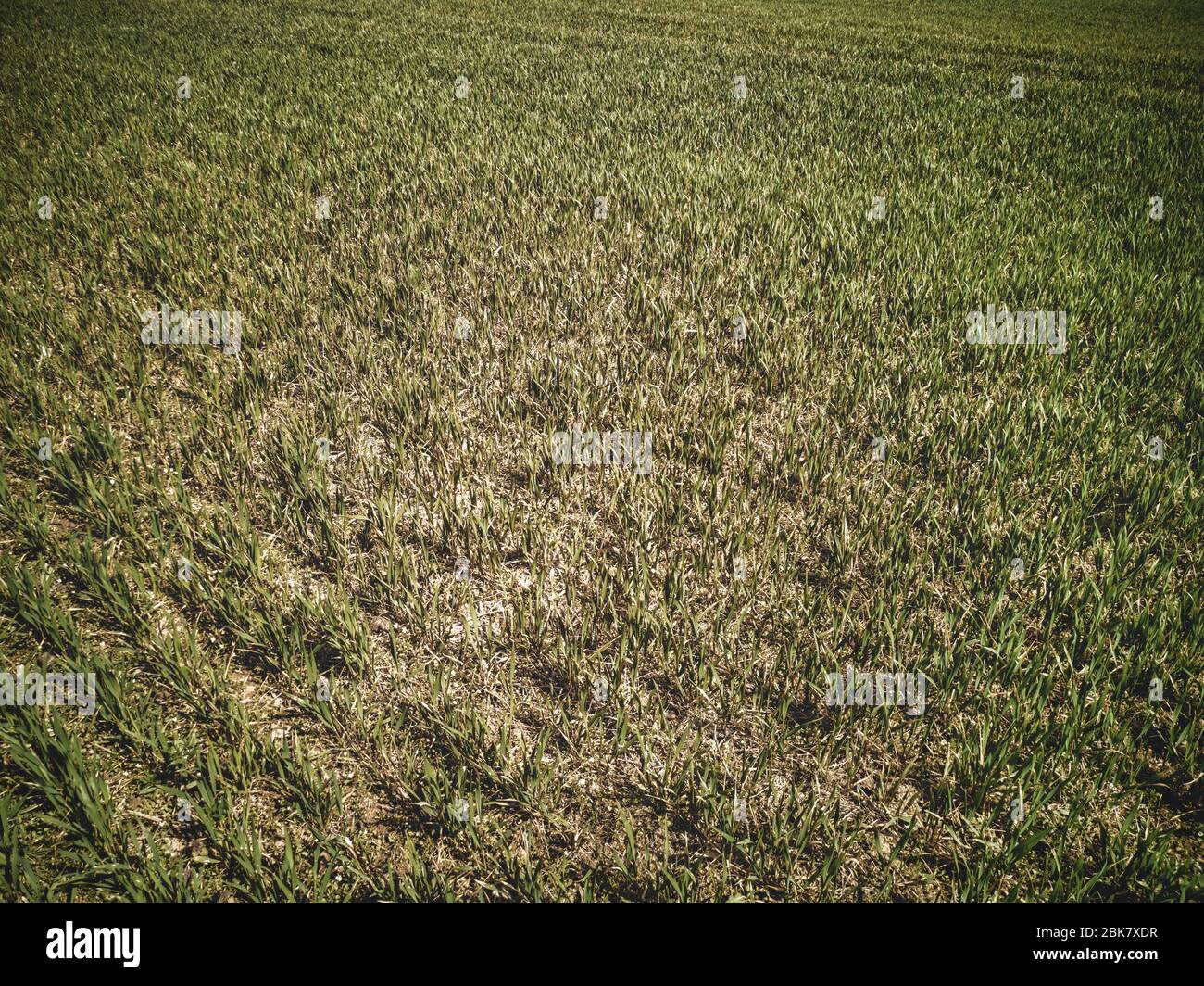 Isolierte symetrische Reihen von keimen grünen jungen landwirtschaftlichen Weizenpflanzen auf trockenem Boden Schmutz Hintergrund in sonnigen Frühlingstag Stockfoto