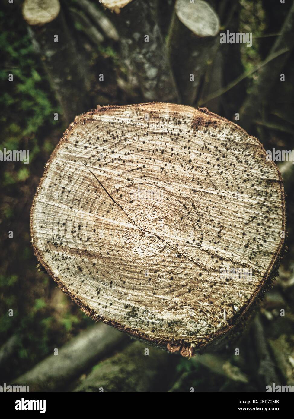 Dramatische Nahaufnahme des kontrastreich geschnittenen Haselbaumstammes mit isolierten Ringen auf Grasgrund mit sichtbaren Spuren der Kettensäge Stockfoto