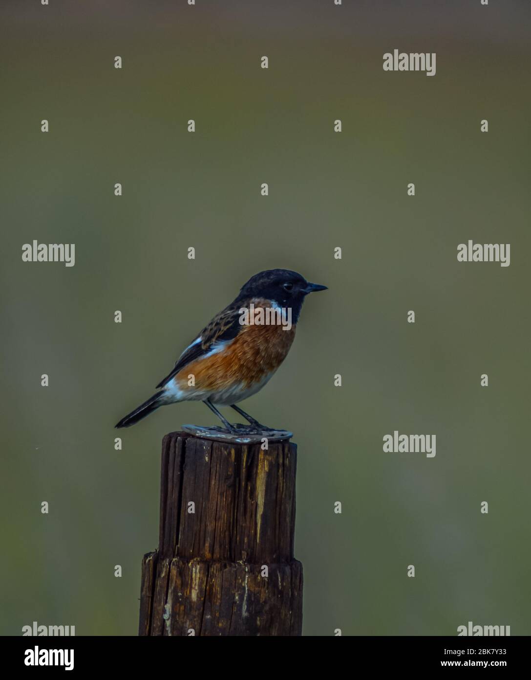 Ein üblicher Stein-Schwätzchenvogel thront in einem Naturreservat in Pretoria Südafrika Stockfoto