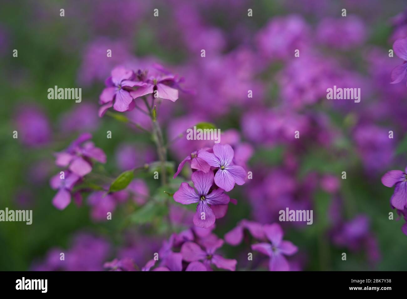 Schöne lila Blume Lunaria annua, genannt Ehrlichkeit oder jährliche Ehrlichkeit in Englisch, ist eine Art von blühenden Pflanze auf dem Balkan und Süden wir heimisch Stockfoto