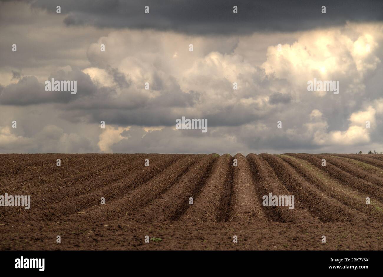 Muster von Graten und Furchen in einem humosen Sandfeld in einem hügeligen Gelände, vorbereitet für den Anbau von Kartoffeln Stockfoto