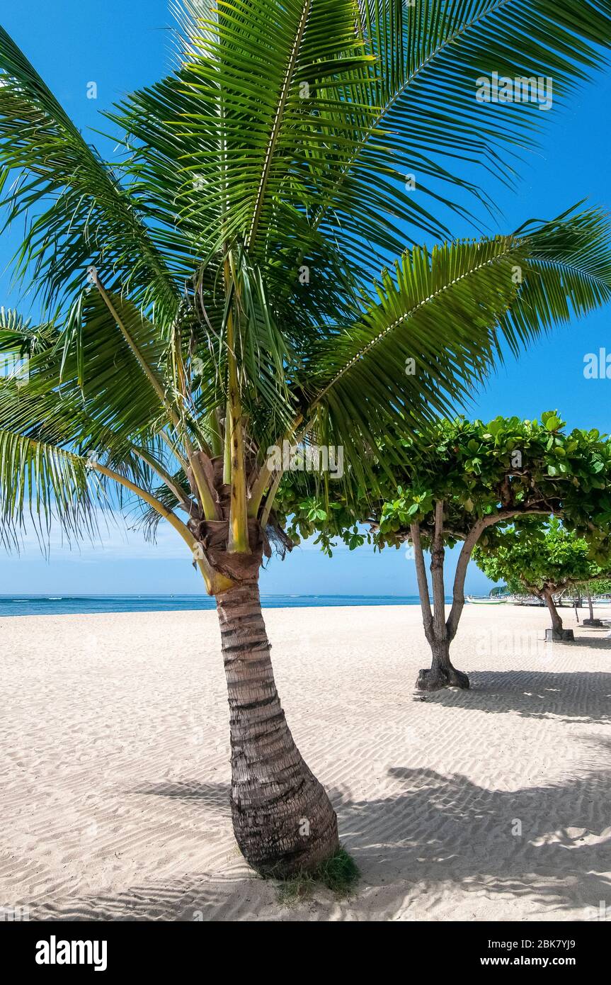 Palmengesäumter Strand in Sanur Bali Indonesien Stockfoto