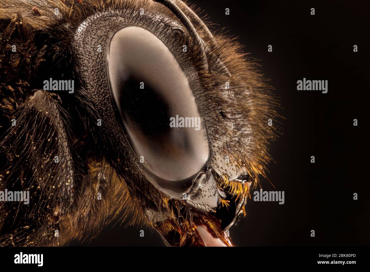 Extremes Makrobild des Insekts Stockfoto