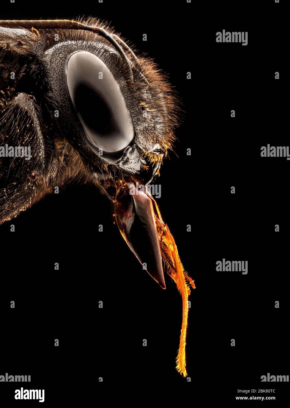 Extremes Makrobild des Insekts Stockfoto