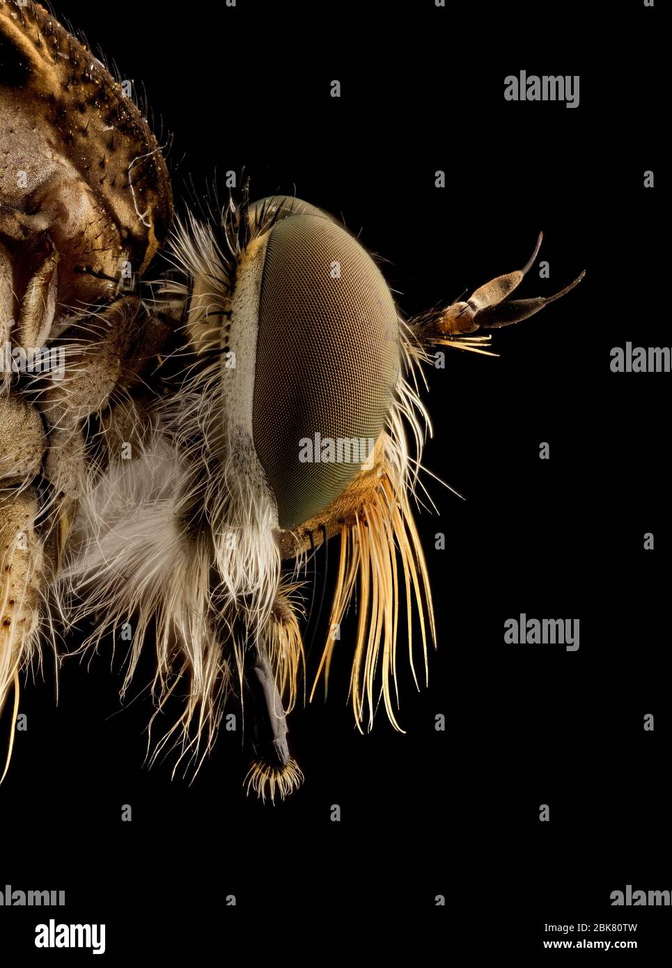 Extremes Makrobild des Insekts Stockfoto