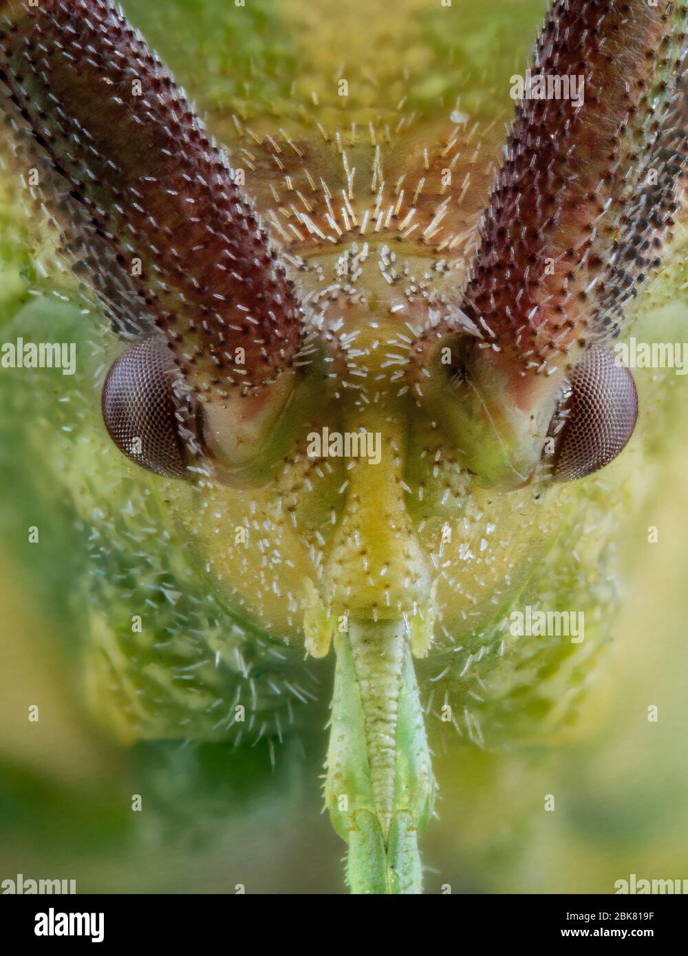 Extremes Makrobild des Insekts Stockfoto