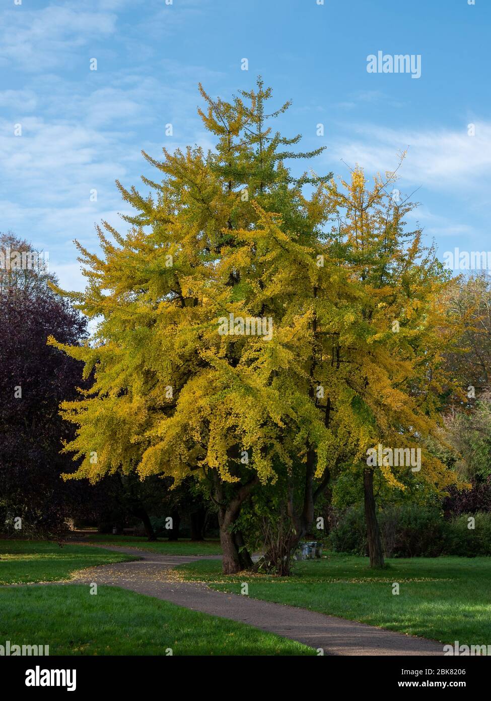 Ginkgo-Baum (Ginkgo biloba) im Herbst in einem Park. Stockfoto