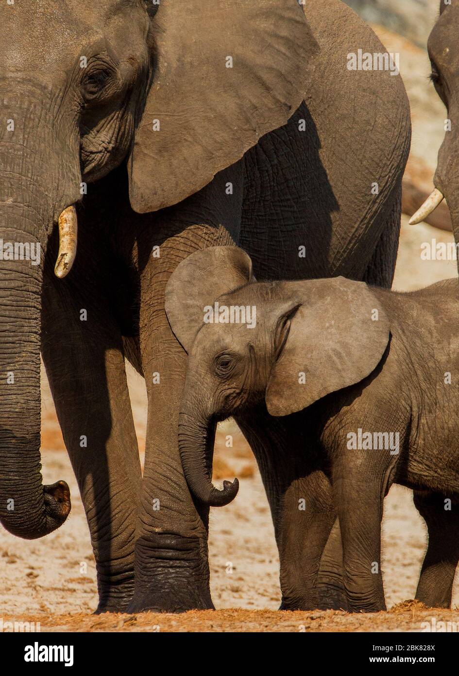 Reifer Elefant mit Kalb, Elefantenbaby Stockfoto