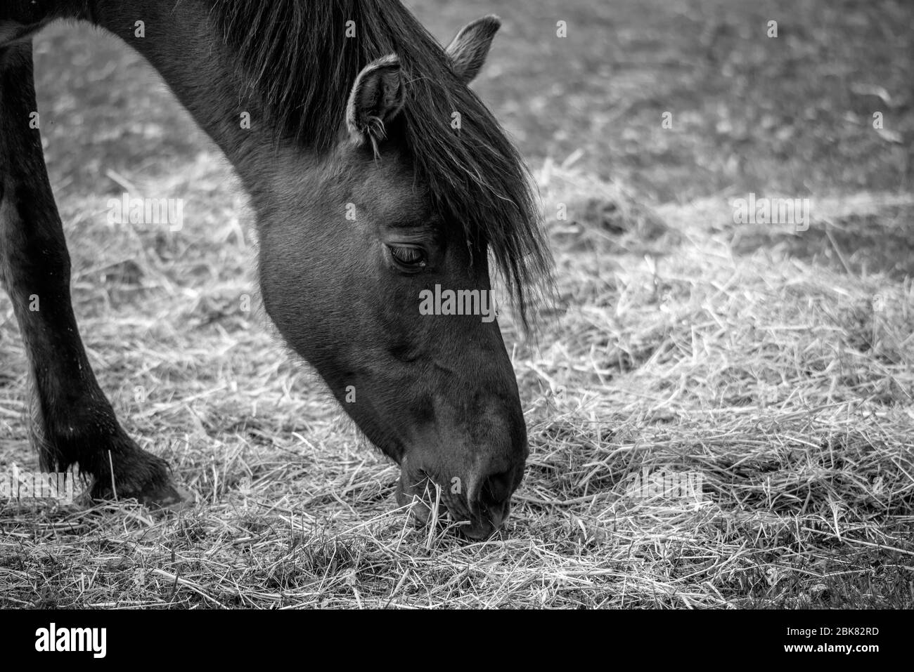 Essen Pferd Stockfoto