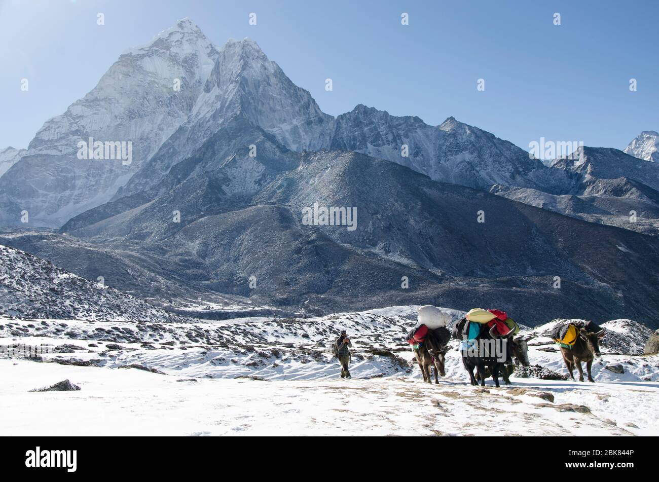 Yaks über Dingboche auf dem Weg nach Thokla und Lobuche auf dem Everest Base Camp Trek Stockfoto