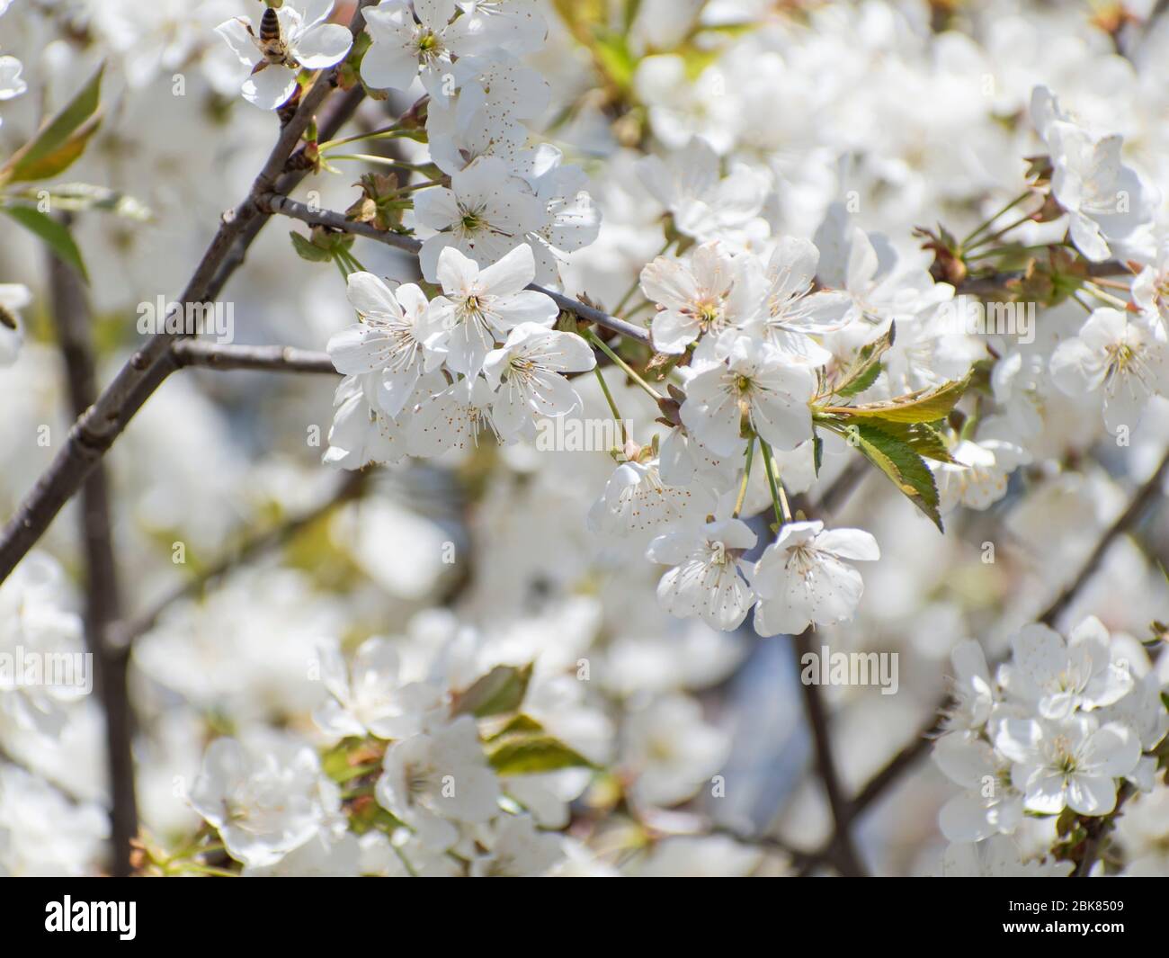 Saure Kirschblüte im Frühjahr Stockfoto