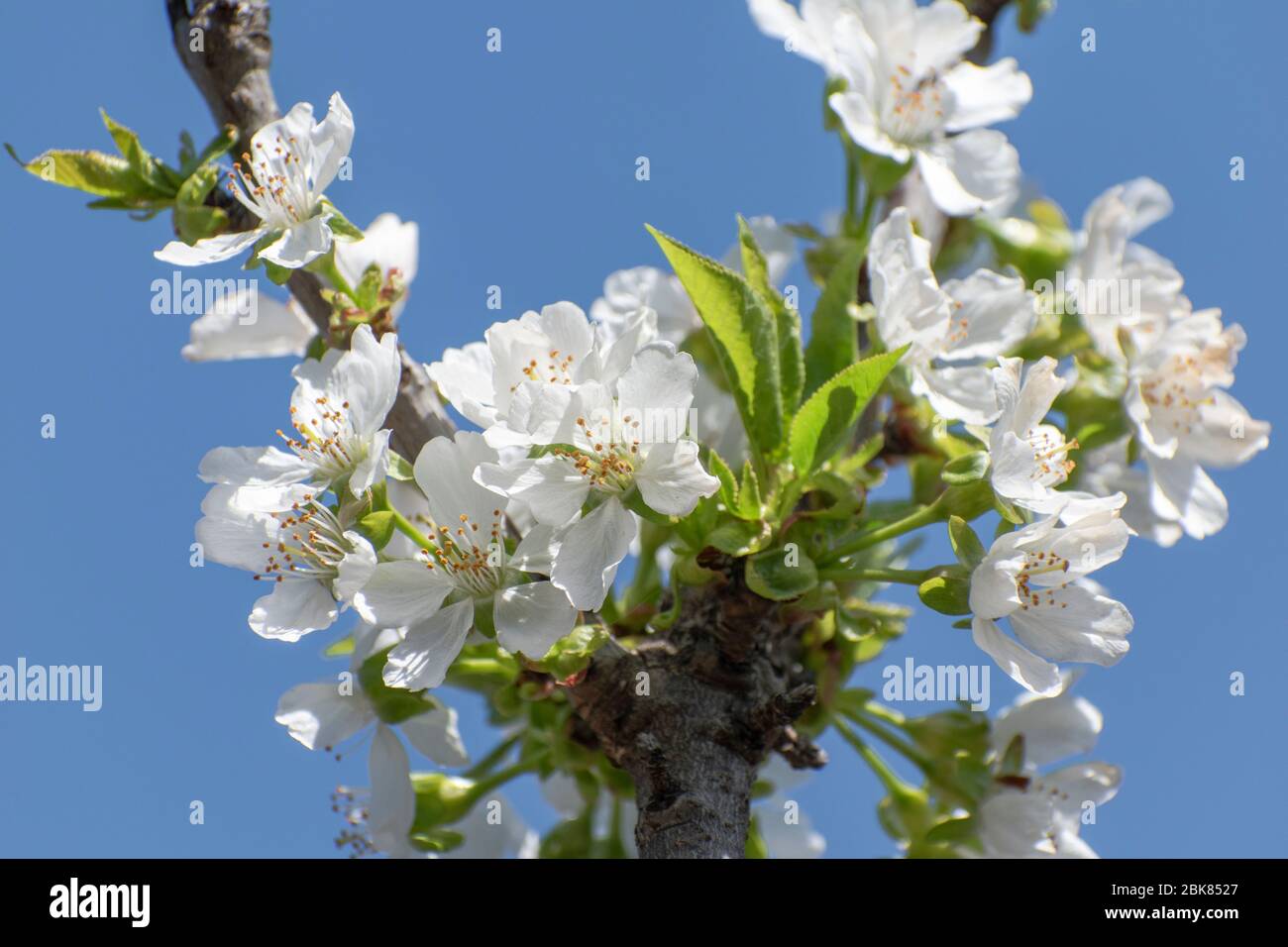 Saure Kirschblüte im Frühjahr Stockfoto