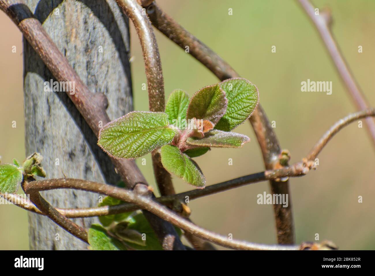 Junge Blätter wachsen auf Kiwifrucht Pflanze im Frühjahr, Actinidia deliciosa Stockfoto