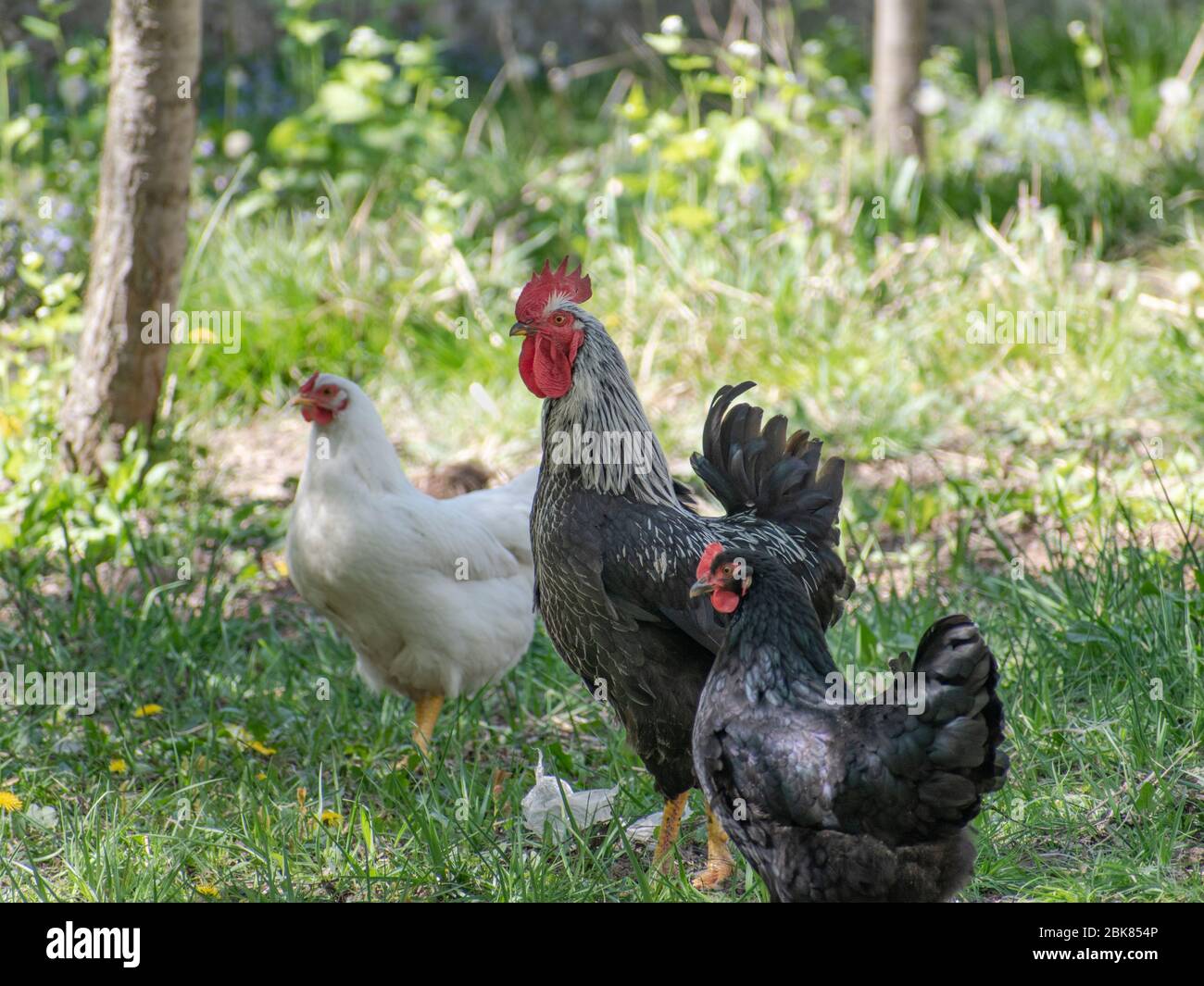 Hahn und Hühner auf einem Bauernhof, Haushuhn, Gallus gallus domesticus Stockfoto