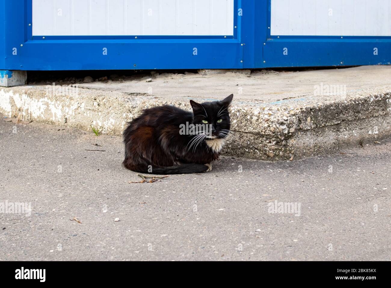 Schwarze Katze liegt auf dem Bürgersteig Nahaufnahme Stockfoto