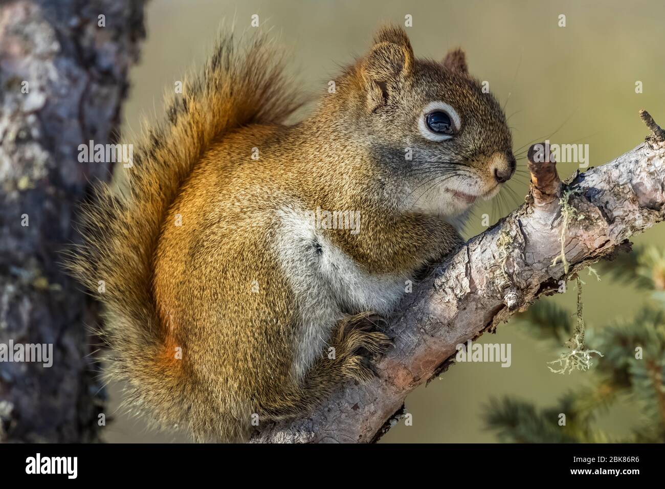 Amerikanischer Rothörnchen, Tamiasciurus hudsonicus, füttert im borealen Wald des Sax-Zim Bog, Minnesota, USA Stockfoto