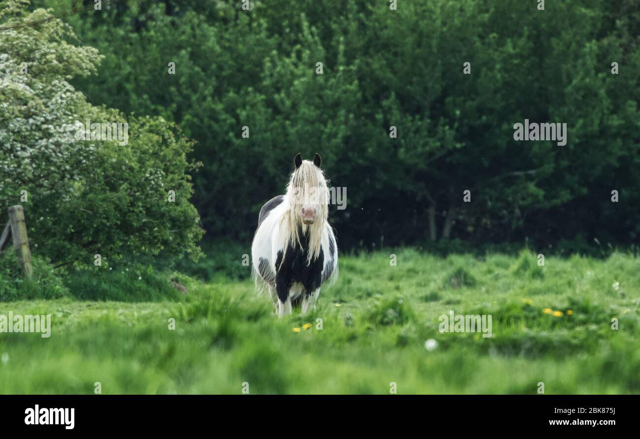Pferd in einem Feld Stockfoto