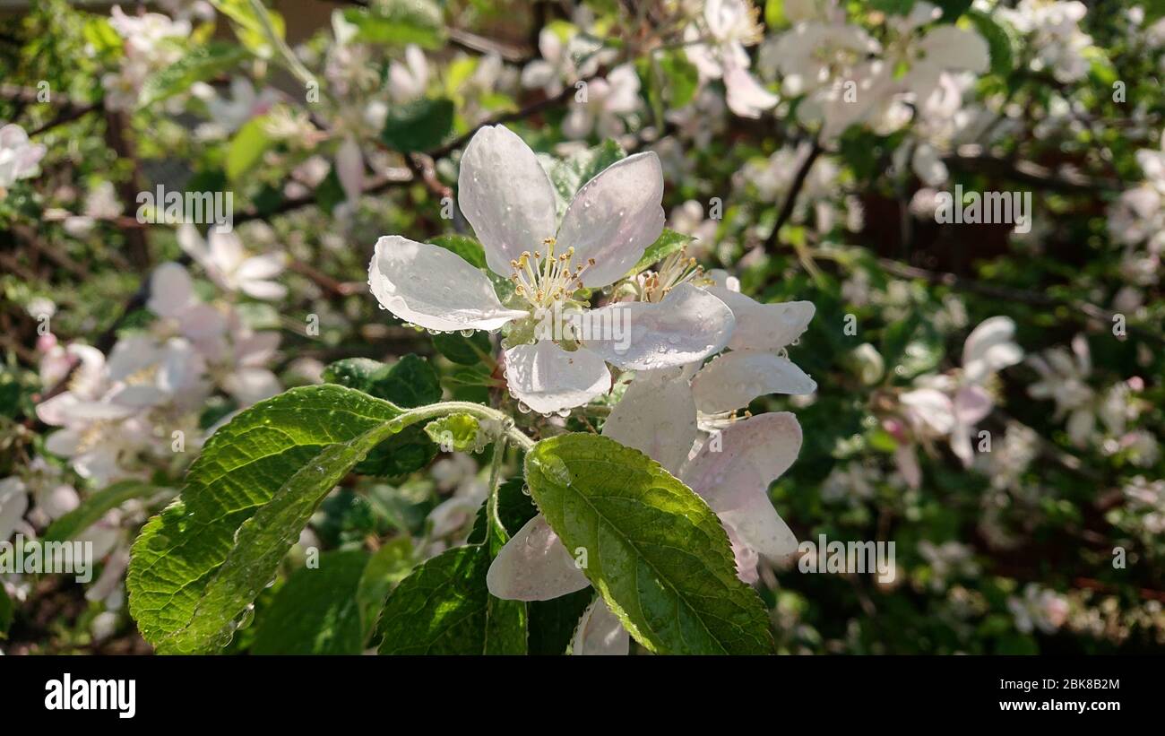 Wassertropfen auf Apfelblütenblättern. Blühende Früchte im Obstgarten. Ländliche Frühlingsszene nach dem Regen. Stockfoto