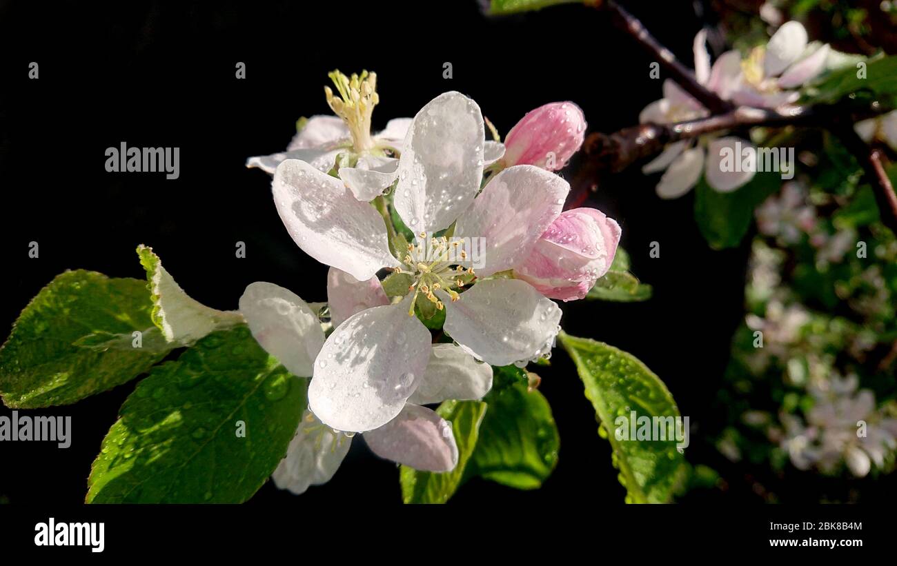 Wassertropfen auf Apfelblütenblättern. Blühende Früchte im Obstgarten. Ländliche Frühlingsszene nach dem Regen. Stockfoto