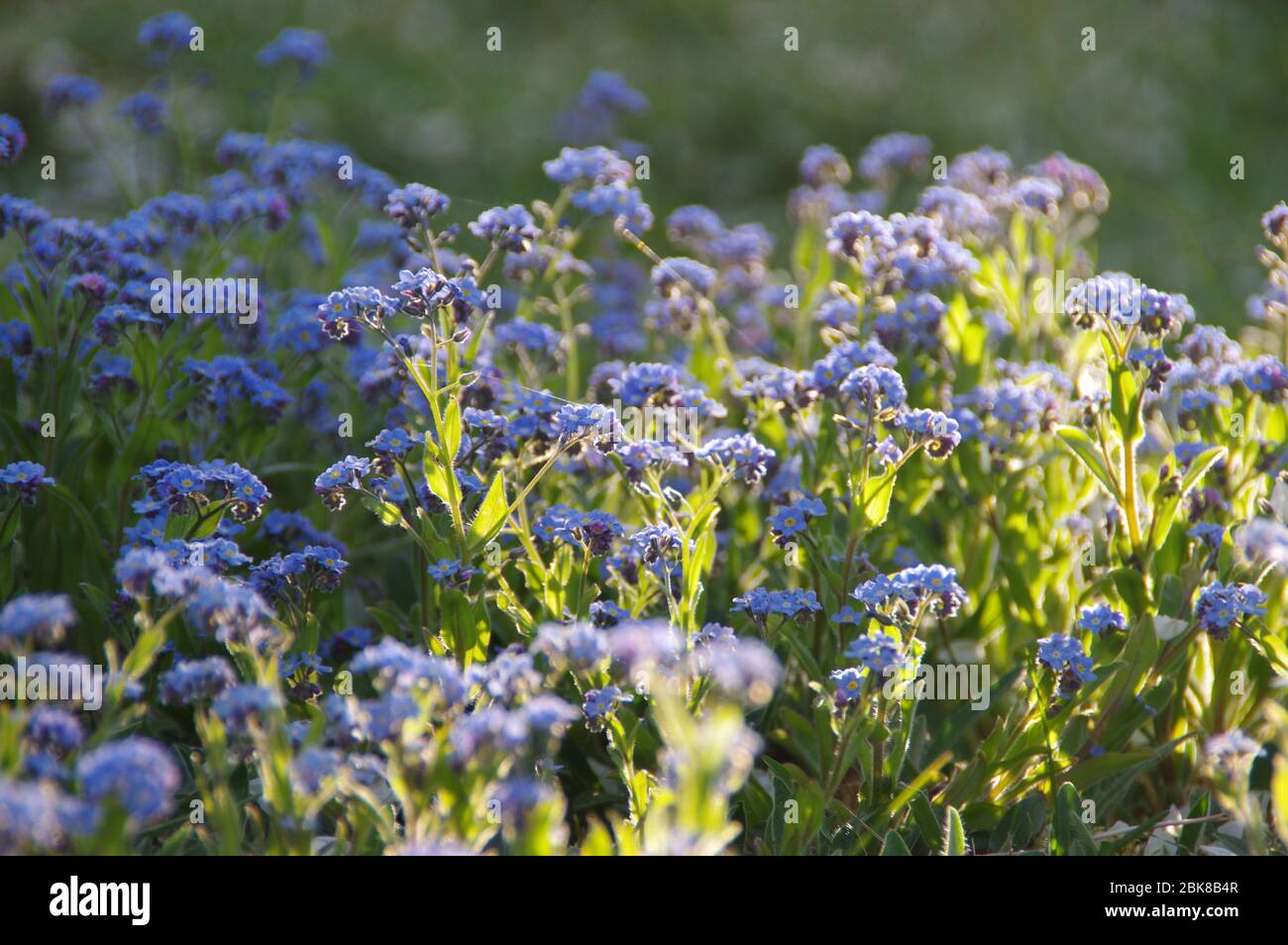 Alpine Vergissmeinnicht. Kleine blaue Blumen, die in einer wilden Wiese blühen. Typische ländliche Frühlingsszene. Stockfoto