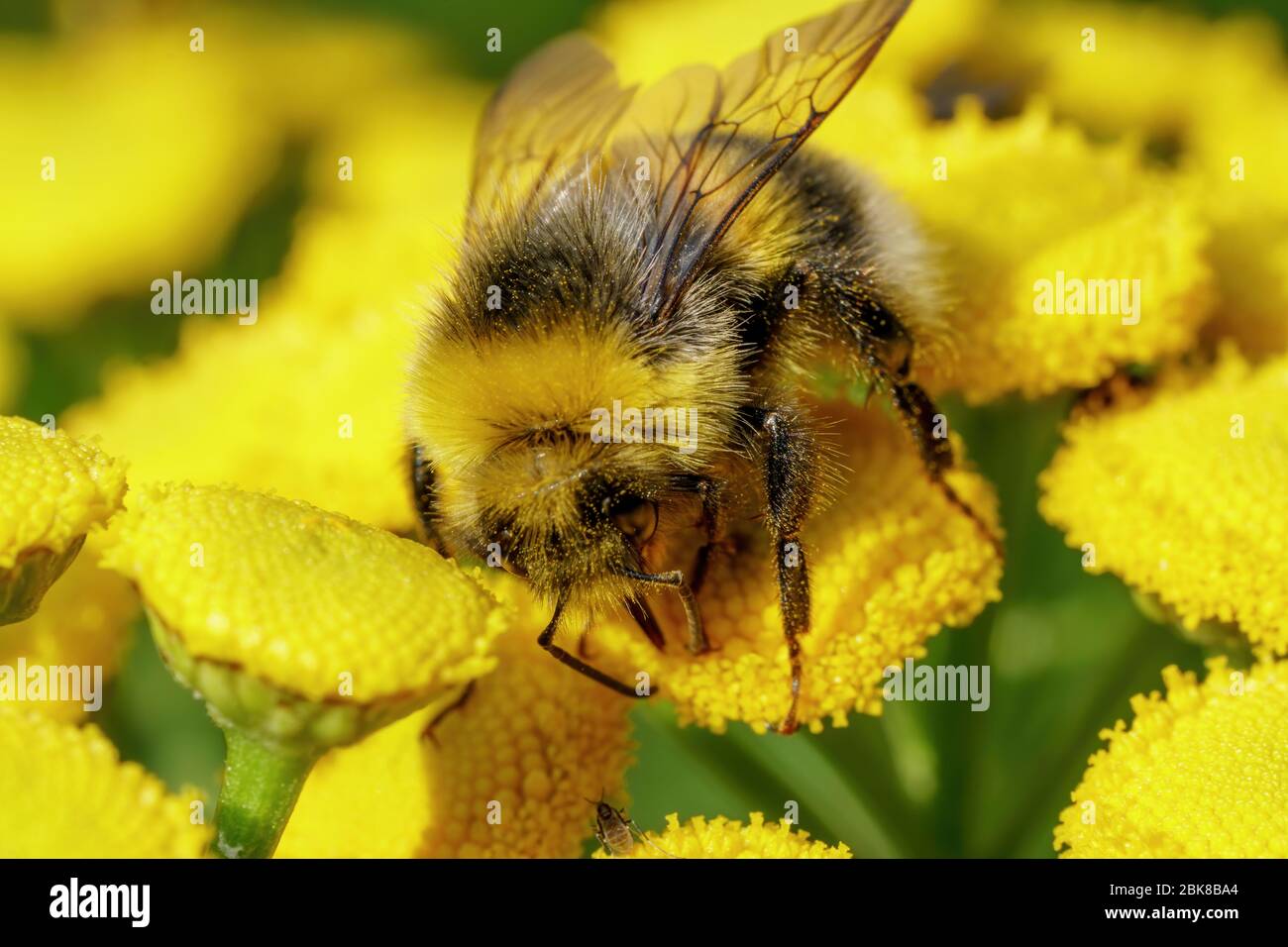 Eine Hummel sammelt Nahrung auf einer gelben Pflanze. Makroaufnahme Stockfoto