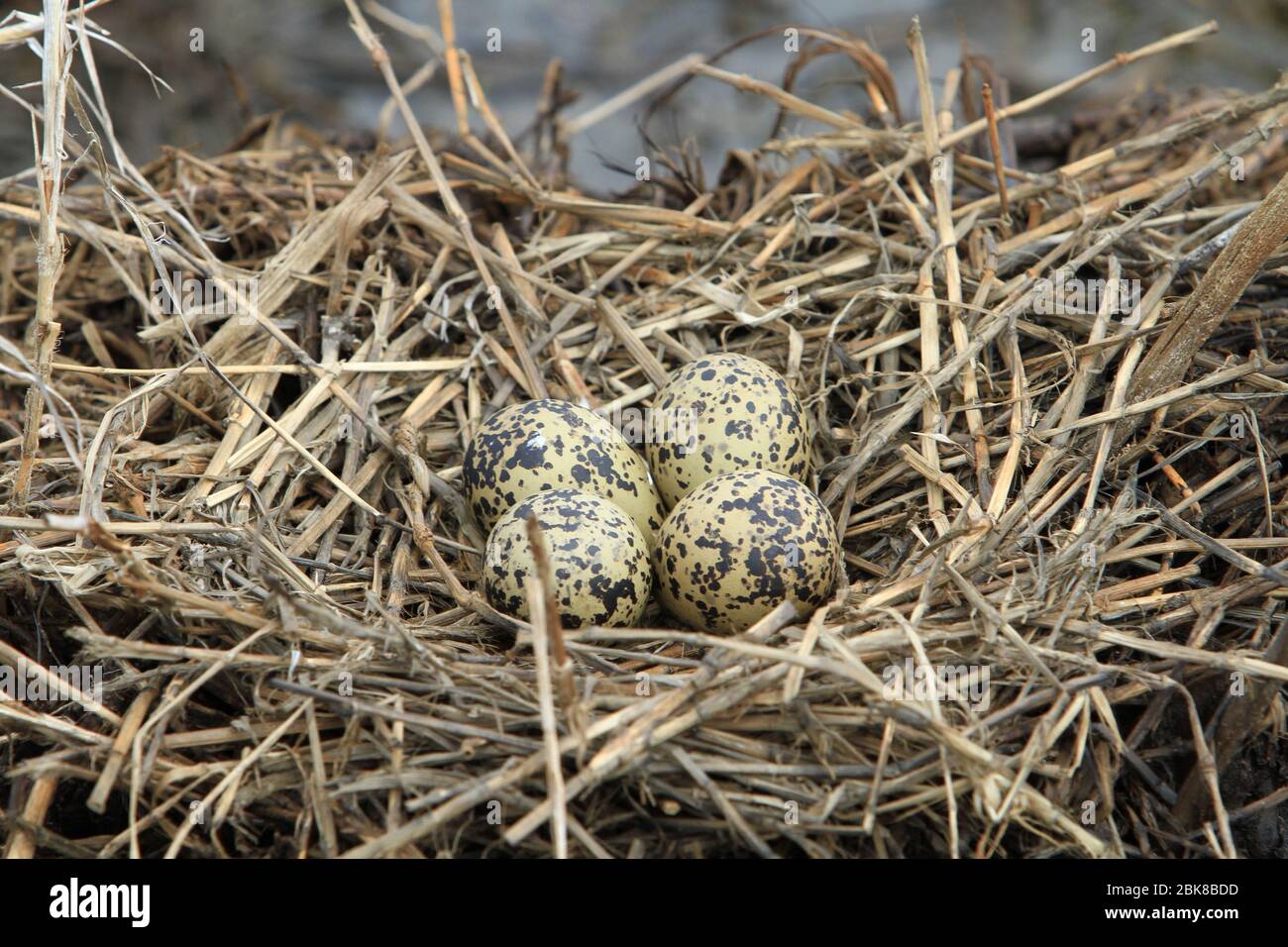 Ein Nest mit vier Fußabdrücken Vogeleier in den Zweigen eines Nest aus dem Stroh, Thailand gefüllt Stockfoto