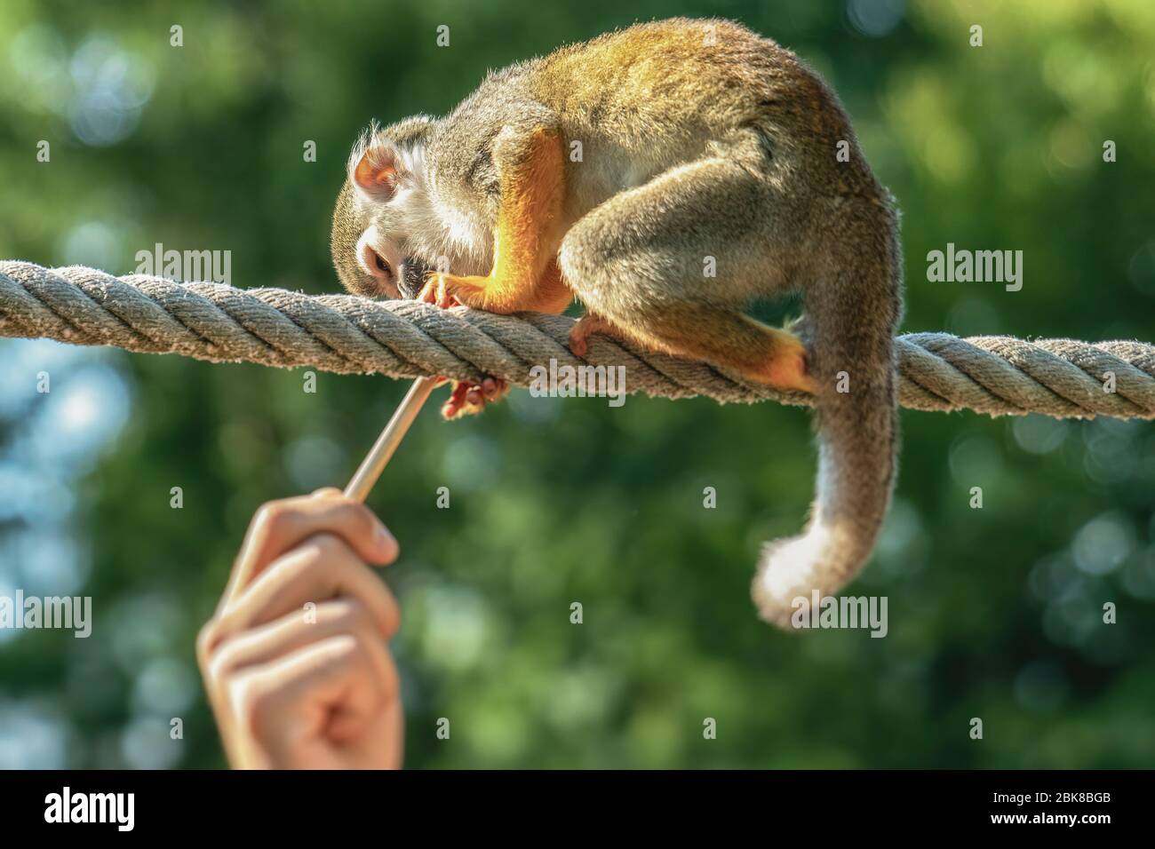 Ein kleiner Eichhörnchen-Affe sitzt an einem Seil und greift nach einem Holzgriff eines Menschen Stockfoto