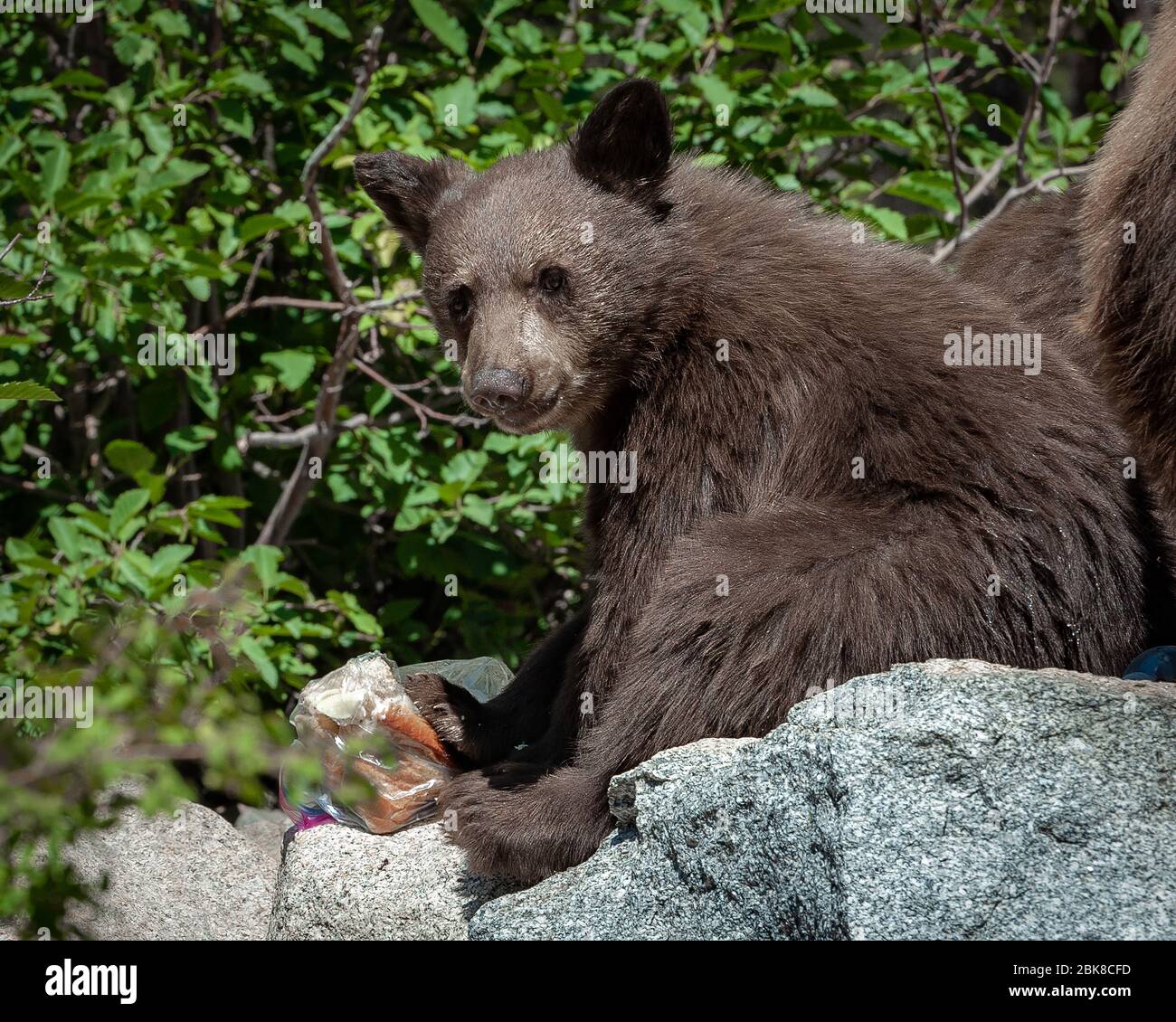 Ein amerikanischer Schwarzbär sucht, sucht und konsumiert auf einem Campingplatz in Lake George, was er aus Kühlboxen, Lebensmitteltaschen oder Tischen bekommt Stockfoto