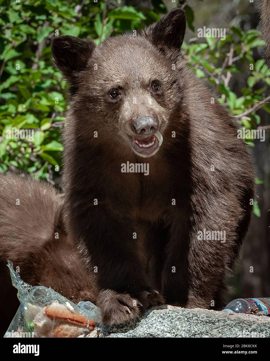 Ein amerikanischer Schwarzbär sucht, sucht und konsumiert auf einem Campingplatz in Lake George, was er aus Kühlboxen, Lebensmitteltaschen oder Tischen bekommt Stockfoto
