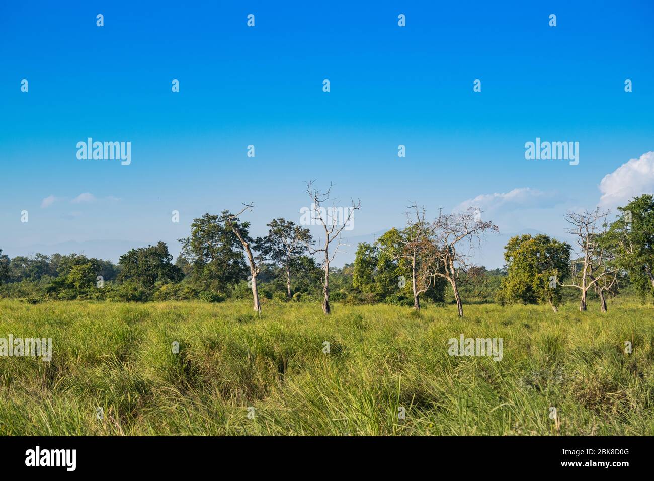 Landschaft im Kaziranga Nationalpark Stockfoto