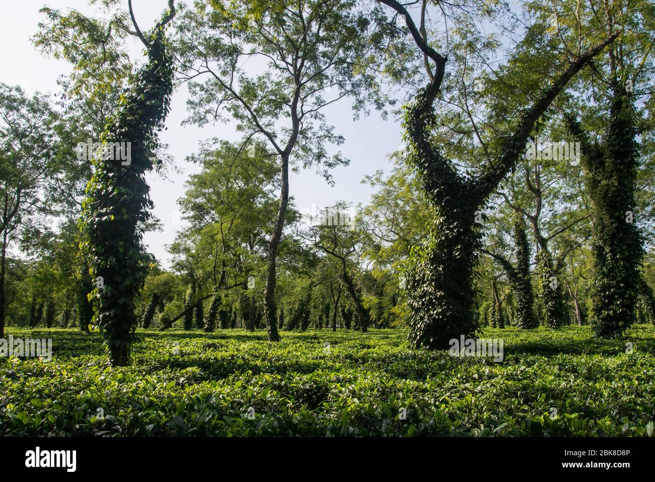 Typische Teeplantage in Assam in der Nähe des Kaziranga Nationalparks Stockfoto