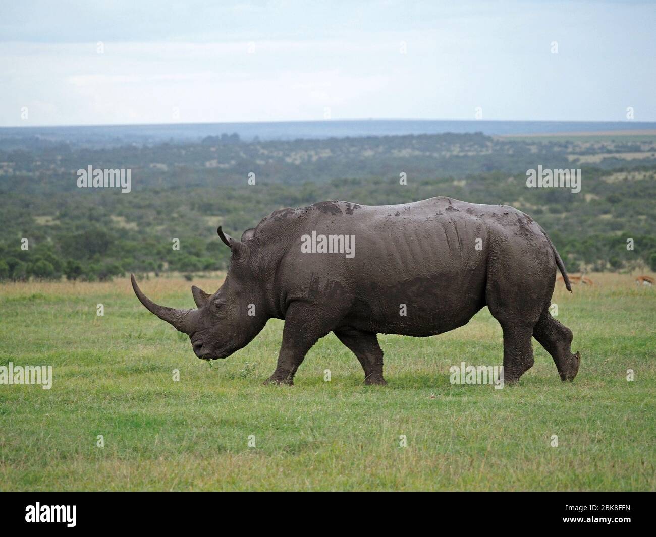 Einjährige Erwachsene Frau Southern White Rhino (Ceratotherium simum) mit langem Horn grasen auf Grasebenen von Ol Pejeta Conservancy, Laikipia, Kenia, Afrika Stockfoto