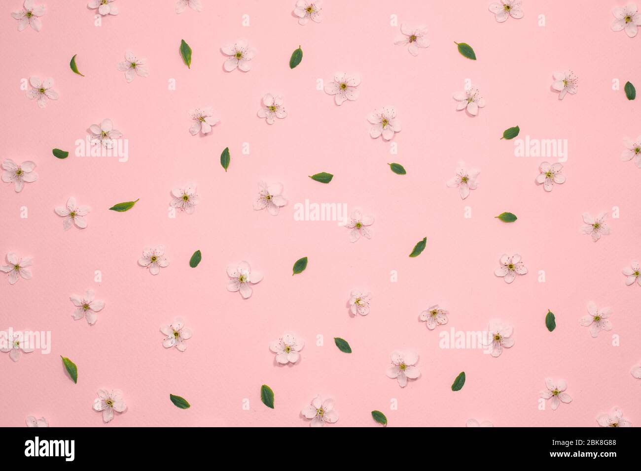 Living rosa Pastell Hintergrund aus Frühling Kirschblüten Blumen, kopieren Raum. Natürliche florale Rahmen Hintergrund. Draufsicht, flaches Lay. Valentinstag Stockfoto