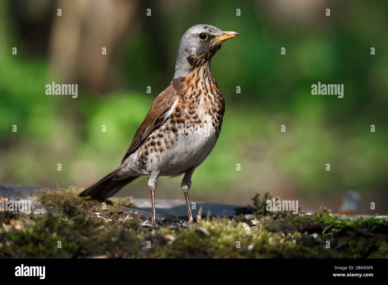 Porträt eines Vogels-A Feldfare, auf einem alten Zweig im Frühjahr sitzen Stockfoto