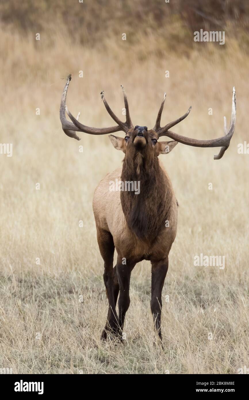 Bugling Stierelchen während Herbst Rut Stockfoto