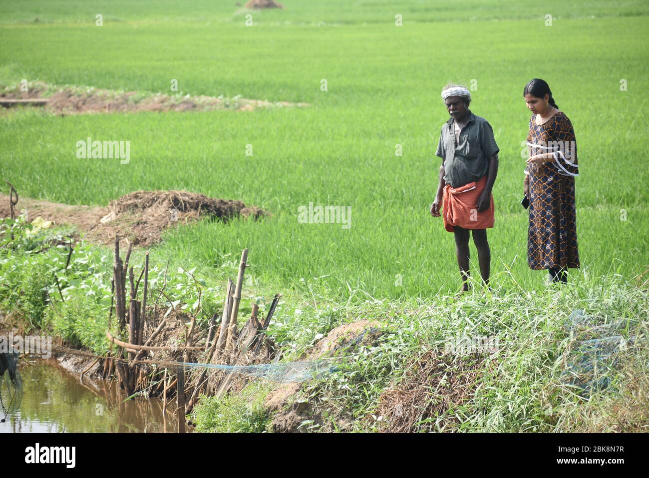 Landwirtschaft Bauer von Asien Reis Feld Arbeit Konzept.Bauern bauen Reis in der Regenzeit. Asiatische Farmer arbeiten auf Reis Feld im Freien in landwirtschaftlicher o Stockfoto