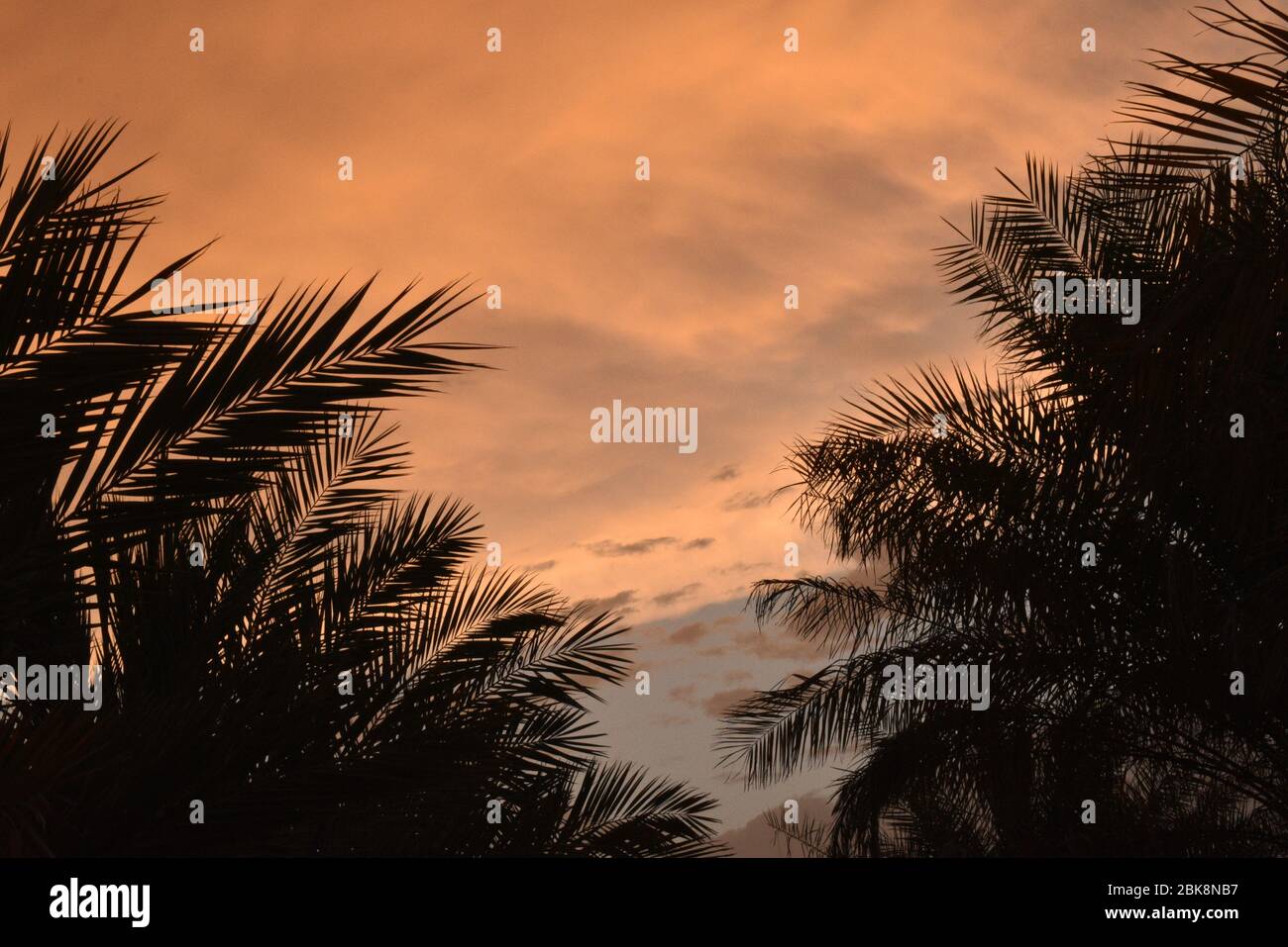 Frische grüne Palme Blätter Grenze auf rot bewölkten Himmel Hintergrund, sonnigen Tag, schöne natürliche Tapete, Sommerferien Konzept. Stockfoto