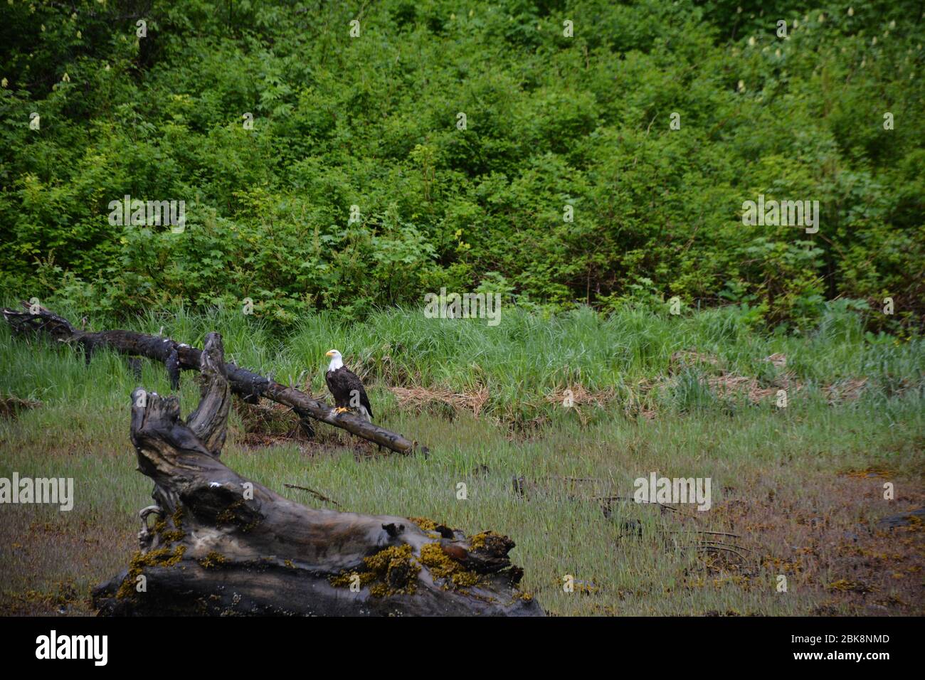 Ein Weißkopfseeadler auf der Chichagof Island vor der Chatham Strait, Inside Passage, Alaksa, USA. Stockfoto