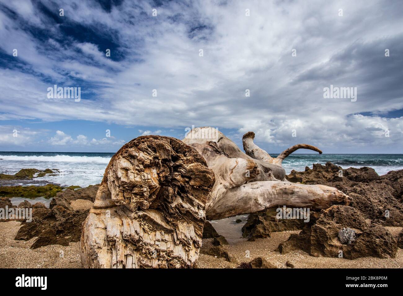 Driftwood entlang der Küste Strand mit Sand, Meer und dramatischen Himmel Stockfoto