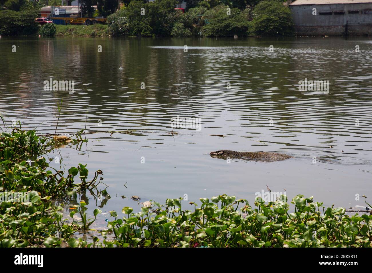 Eine Eidechse, die im verschmutzten Wasser des Kelani Ganga River bei Colombo in Sri Lanka schwimmt. Stockfoto