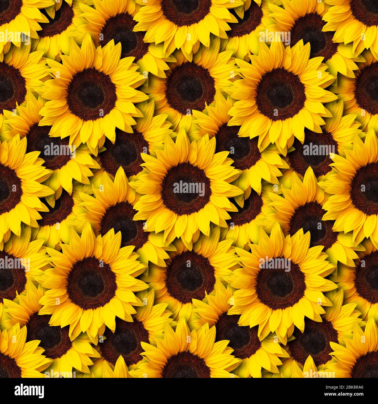 Sonnenblumen Blumen nahtlose Muster Design Hintergrund. Kann gekachelt werden Stockfoto