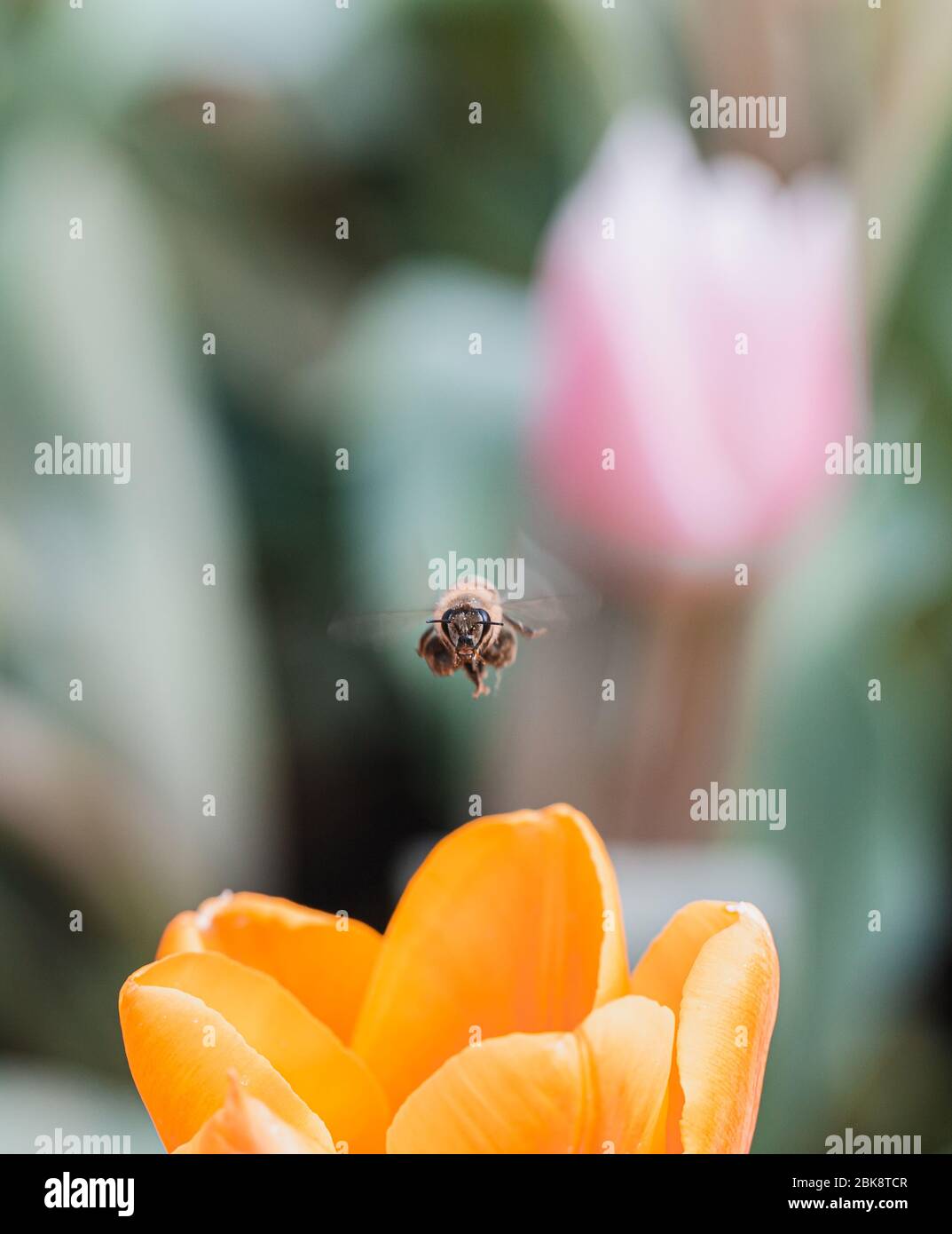 Gelbe Tulpe und Biene Stockfoto